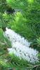Tea Tree